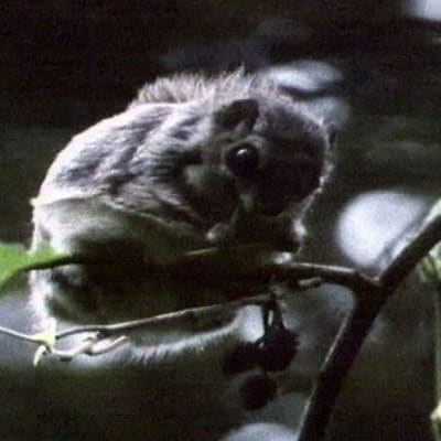 Liito-orava puussa syömässä