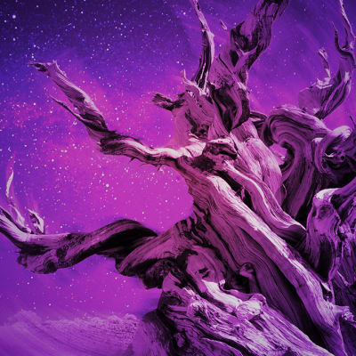 Maailman vanhin puu violettisävyisessä kuvassa. 