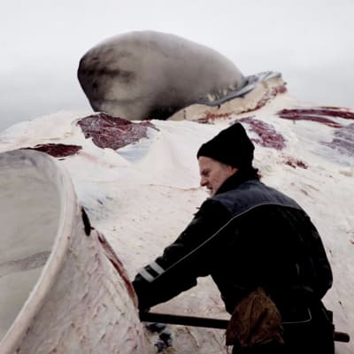Valaanpyytäjä paloittelee sinivalasta Reykjavikissa. Kuva on vuodelta 2006.