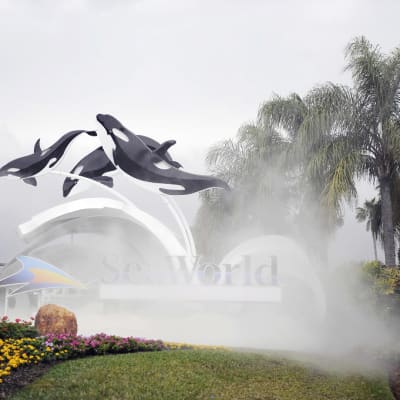 Kolme muovista miekkavalasta ponnistaa ilmaan SeaWorldin mainoksessa palmujen katveessa.