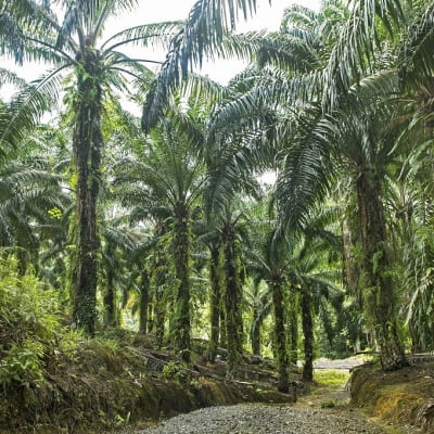 Kuvassa on palmuja palmuöljyplantaasilla. 
