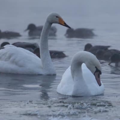 Joutsenet Oulun Merikoskessa.