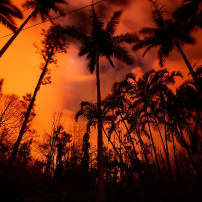 Kilauea-tulivuoren punainen hehku tummin palmupuiden taustalla.