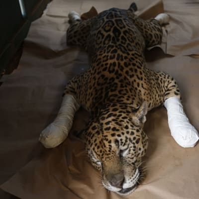 Mahallaan makaava jaguaari, jonka tassut on kääritty siteisiin. 