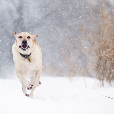 Vaaleaturkkinen labradorinoutaja kirmaa lumisateessa kohti kuvaajaa.