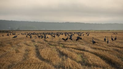 Kurkia Vaasan Söderfjärdenillä. Kurjet kerääntyvät syksyisin tänne ennen kuin lentävät etelään.