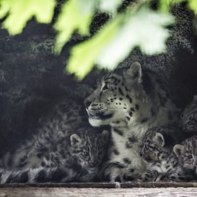 Snöleopardungar på Högholmen Maj 2014