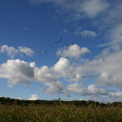 Flygande grågäss i Marieberg i Ingå.