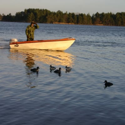 Jägare i båt försöker locka till sig fåglar med vettar, det vill säga plastfåglar, som liknar knipor.