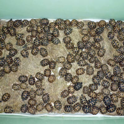 Ranskan tullin julkaisema kuva 14. joulukuuta takavarikoiduista kilpikonnista. 