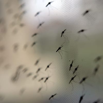 Malariaverkko