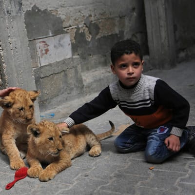 kolme lasta silittelee kahta leijonanpentua kadulla