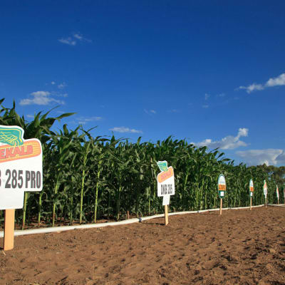 Monsanton maissipelto bioteknologisessa tutkimusyksikössä Petrolinassa, Brasiliassa.