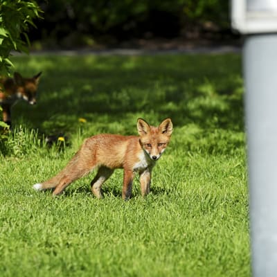 Pasilan citykettu poikasineen Ylen toimistokorttelin pihalla.