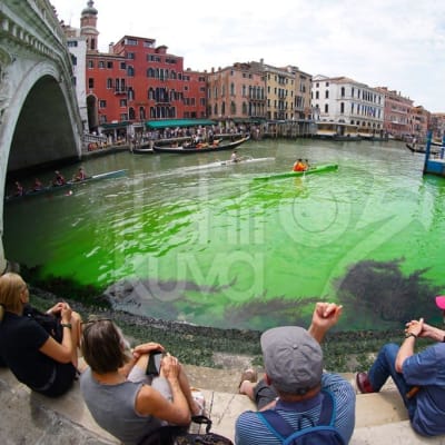Canal Grande i Venedig har färgats grön.
