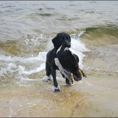 Labrador med guding i munnen.