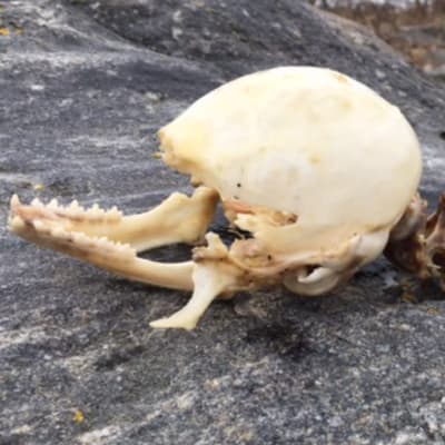 Ett skelett med kranium av oidentifierat djur liggande på klippa.