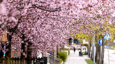 Körsbärsträden blommar längs en trottoar.