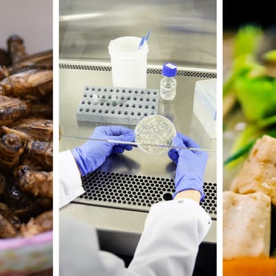 Erilaisia ruoka-aineita: hyönteisiä, laboratoriovalkuaista ja kasvisruokaa