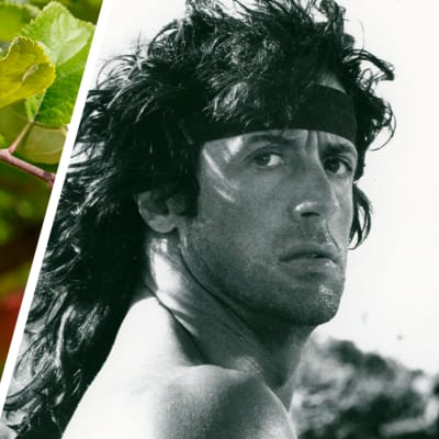 Rambo-omena ja Rambo (Sylvester Stallone).