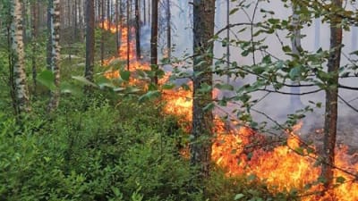 Maa palaa metsässä Kalajoella.