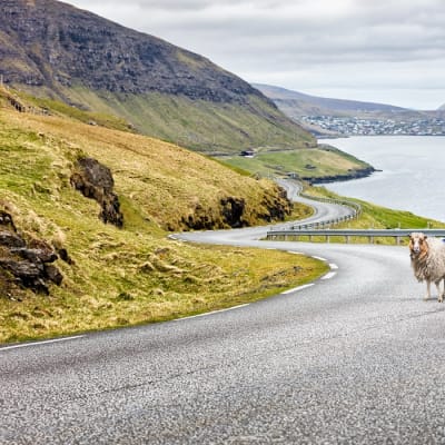 Lammas seisoo maantiellä kameravaljaat selässään.