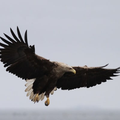 Havsörn som flyger