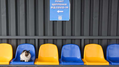 En katt sitter ensam på en stol på en busshållplats. Varannan stol är blå och varannan gul. På väggen hänger info om covid-19.