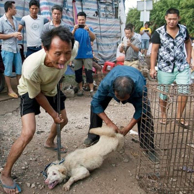 Koiria kohdellaan kovakouraisesti Yulinissa, missä järjestettiin kesäkuun lopulla vuosittaiset koiranlihafestivaalit. 