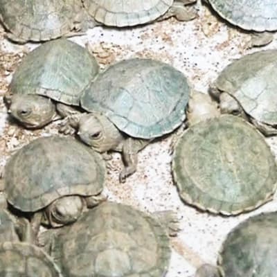 Intian viranomaisten pelastamia kilpikonnia Kolkatan lentokentällä.