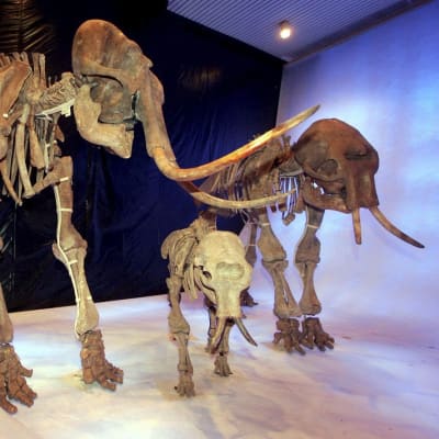 Kahden aikuisen mammutin ja poikasen luurangot. Mies asettelemassa urosmammutin jalkaluita sopivaan asentoon. 