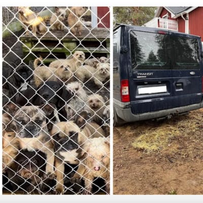 En bild på hundarna som smugglats till Sverige samt på bilen som hundarna satt inträngda i.
