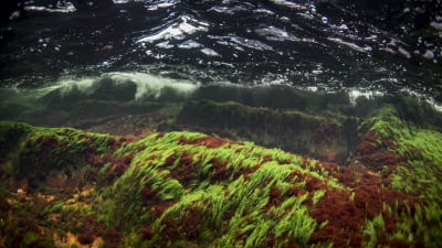 Undervattensfoto på sjögräs