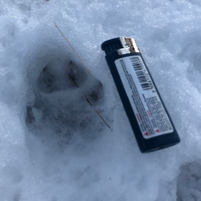 Två bilder på djurspår i snö. Till vänster en tändare bredvid ett tassavtryck.
