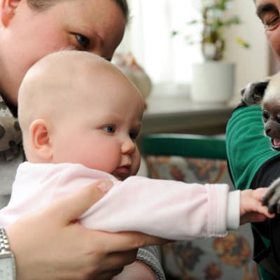 Puolivuotias vauva pitelee gibboninpoikasen etukäpälää. 
