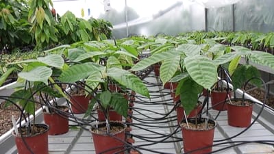 små kakaoplantor i växthus