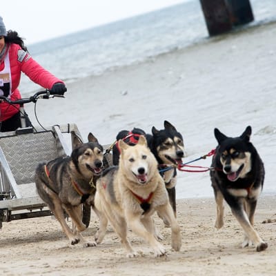 Lumenpuutteen vuoksi Baltic Lights -koiravaljakkokisassa Usedom-saarella Saksassa käytettiin pyörillä varustettuja vaunuja rekien sijasta