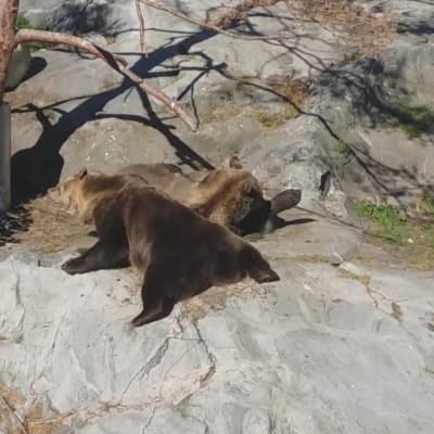 Korkeasaaren karhut piehtaroivat etanoiden päällä kalliolla.