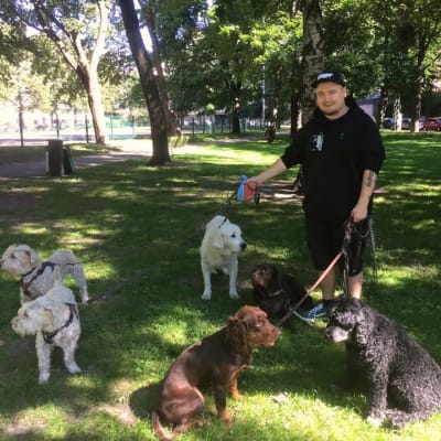 Tim Leham på promenad med fyrfota vänner från hunddagiset All Fur Dogz.