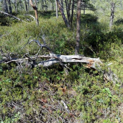 Vanha kelopuu on kaatunut suolle.