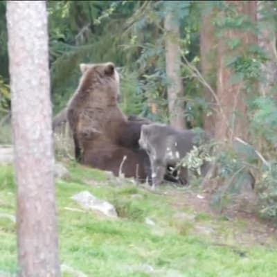 Björnmamma ger di åt fyra ungar