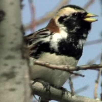 Lapinsirkku istuu pajunoksalla