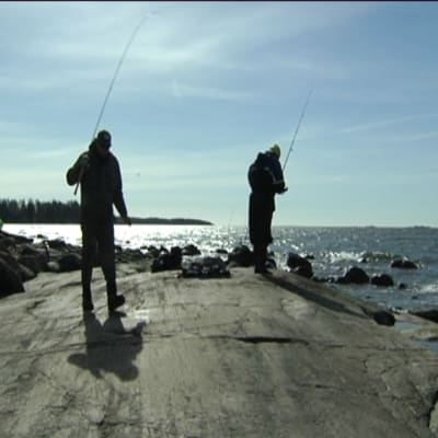 Sikfiske om våren utanför Helsingfors.