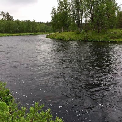 Nuorttijoki Savukosken kunnassa elokuu 2015