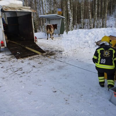 Keski-Suomen pelastuslaitos pelasti kaksi lehmää.