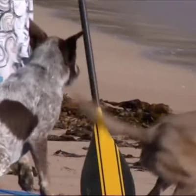 Uutisvideot: Australiassa koirakin surffaa