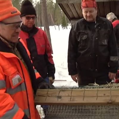 Yle Uutiset Kaakkois-Suomi: Näin rakennat pesän sorsalle