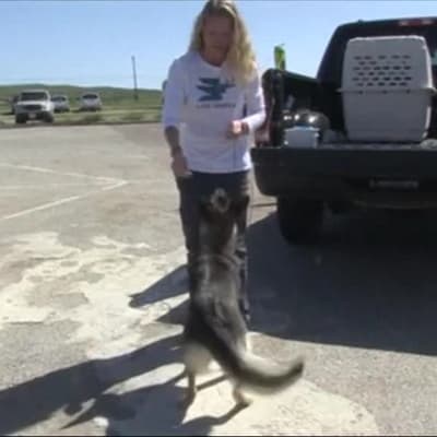 Uutisvideot: Merestä pelastautunut Luna-koira nauttii huomiosta San Clementellä