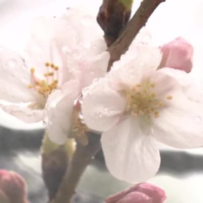 Uutisvideot: Kirsikkapuiden kukinta alkoi Japanissa