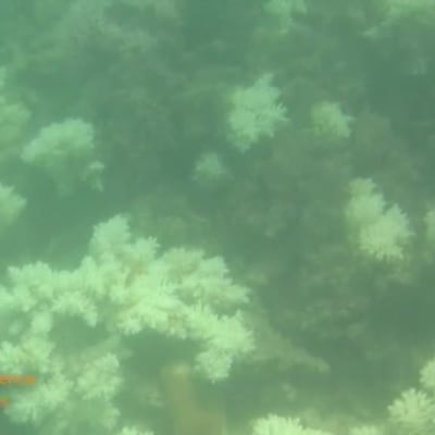 Uutisvideot: Ison valliriutan korallit vaalenevat hälyttävästi